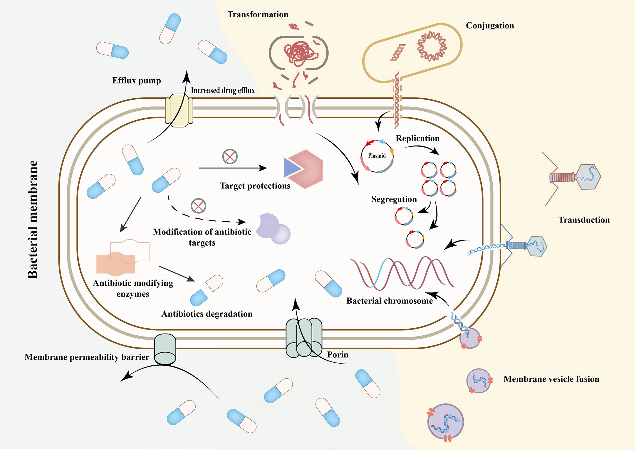 Frontiers  Antimicrobial resistance and mechanisms of epigenetic