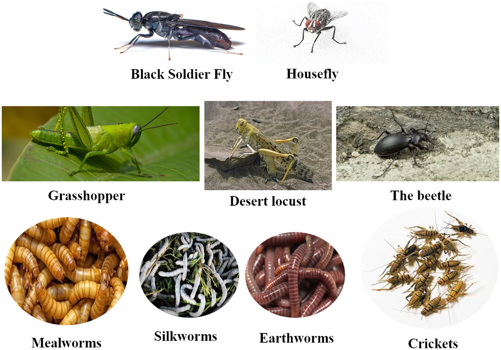 Frontiers  Insects as an alternative protein source for poultry