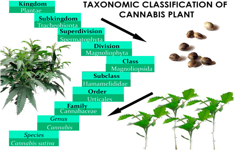 Glandular trichome development, morphology, and maturation are influenced  by plant age and genotype in high THC-containing cannabis (Cannabis sativa  L.) inflorescences, Journal of Cannabis Research