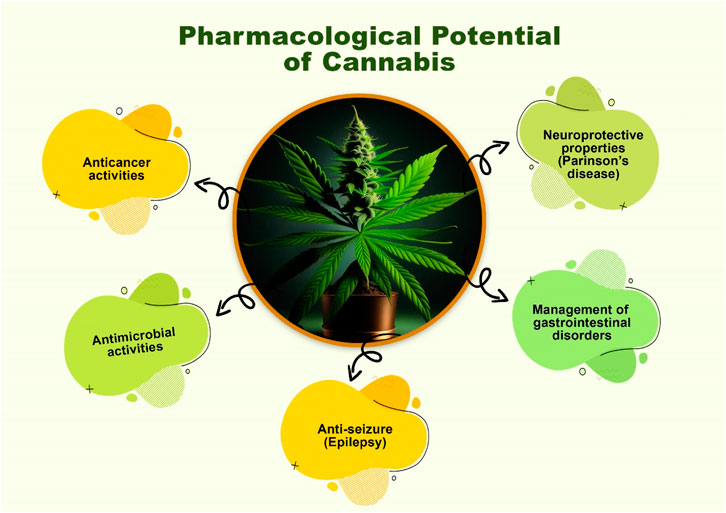 Does CBD Help Constipation? Uncovering the Relief Potential