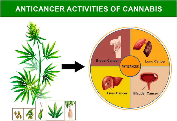 Flavonoids in Cannabis sativa: Biosynthesis, Bioactivities, and  Biotechnology