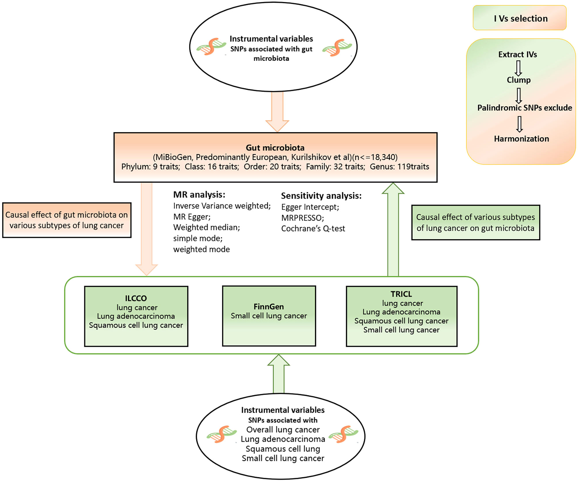 Frontiers  New Insights Into Microbiota Modulation-Based