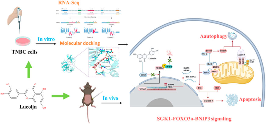 Frontiers | Luteolin inhibits triple-negative breast cancer by