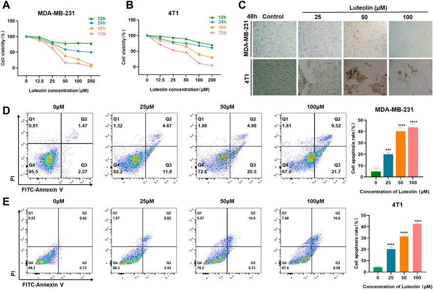 Ketoprofen suppresses triple negative breast cancer cell growth by inducing  apoptosis and inhibiting autophagy