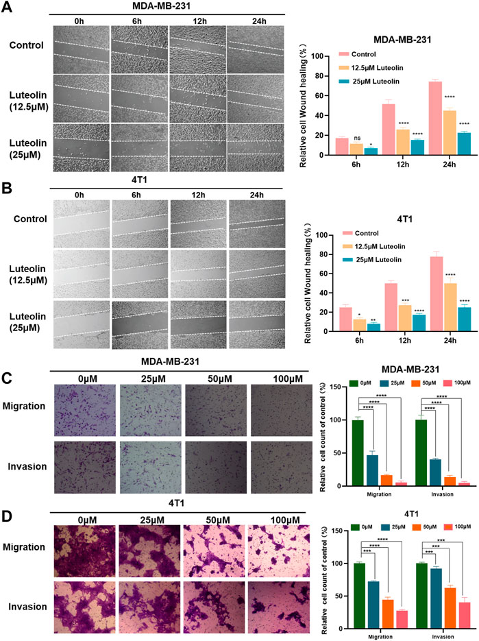 Ketoprofen suppresses triple negative breast cancer cell growth by inducing  apoptosis and inhibiting autophagy