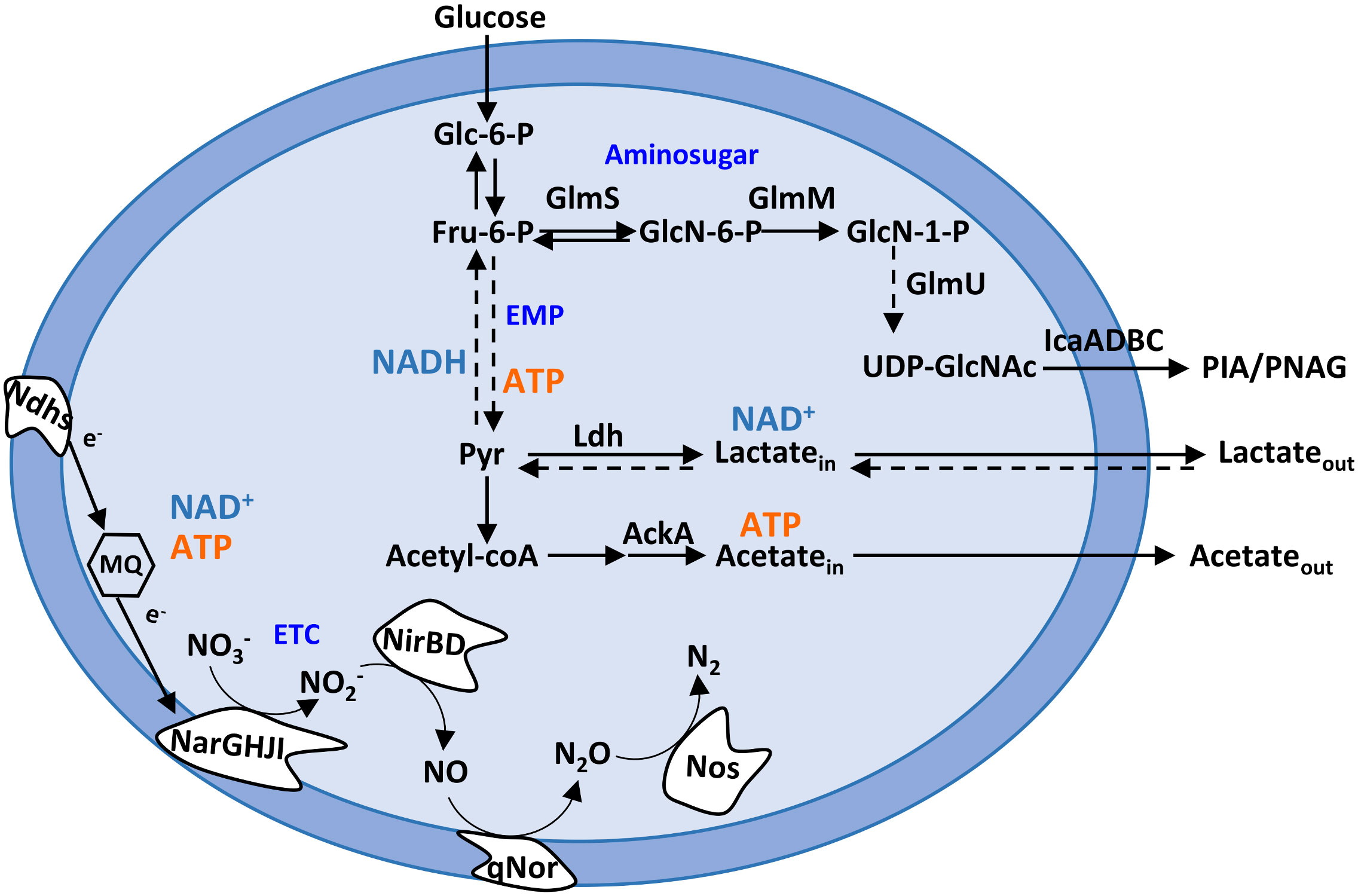 Staphylococcus epidermidis: Trends in Microbiology