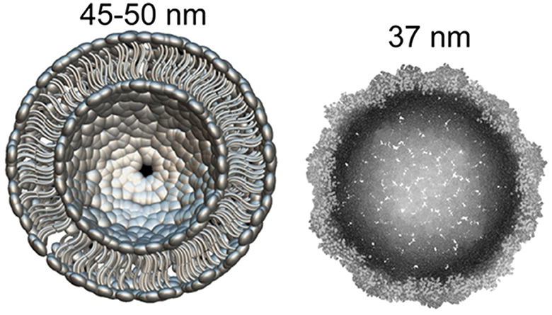 Frontiers  A Novel Lineage of Cile-Like Viruses Discloses the