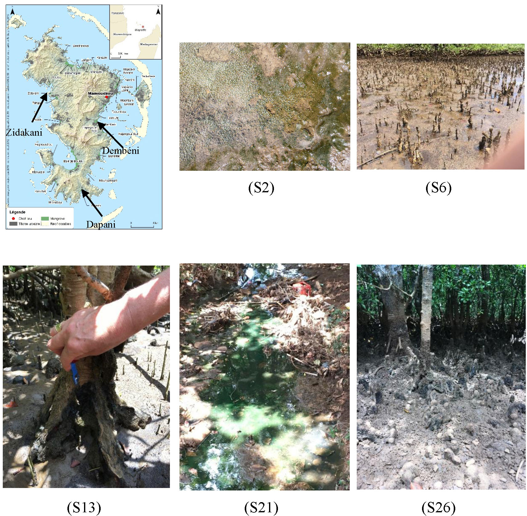 Frontiers | Diversity, metabolome profiling and bioactivities of
