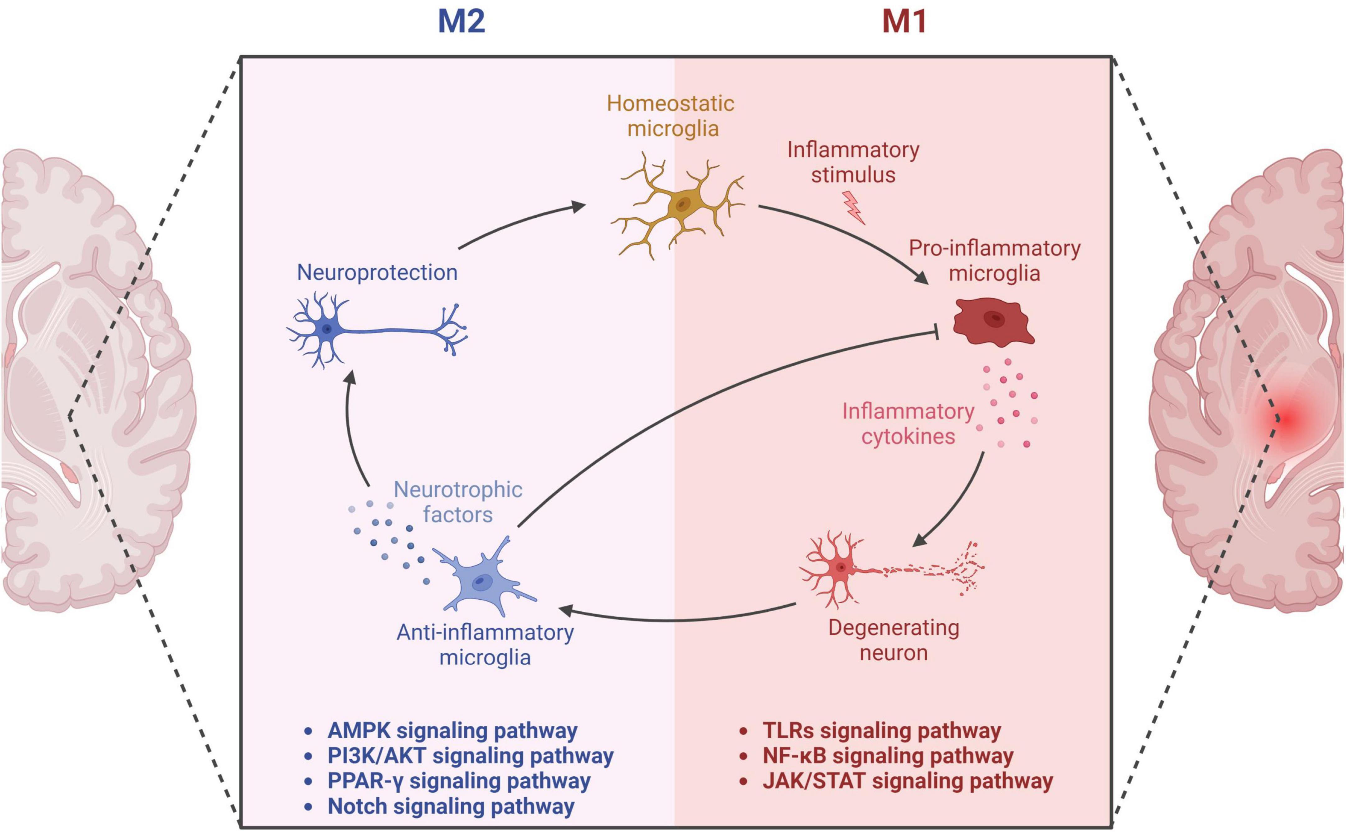 Frontiers  Microglia in Alzheimer's disease: pathogenesis, mechanisms, and  therapeutic potentials