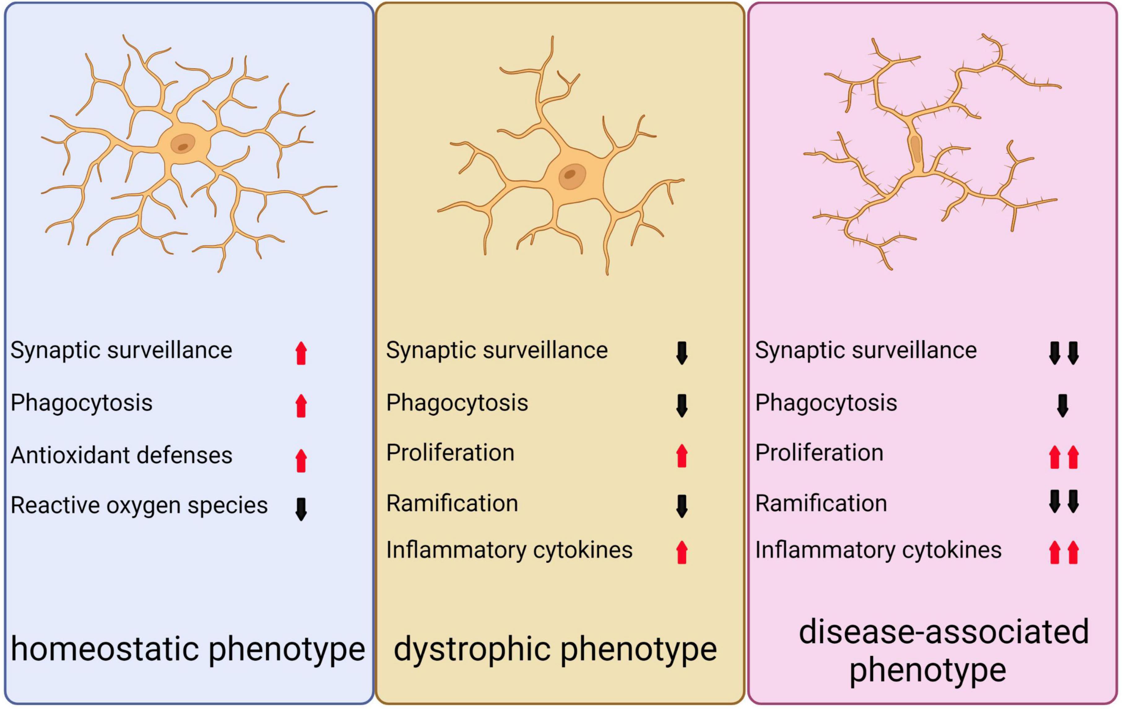 Frontiers  Microglia in Alzheimer's disease: pathogenesis