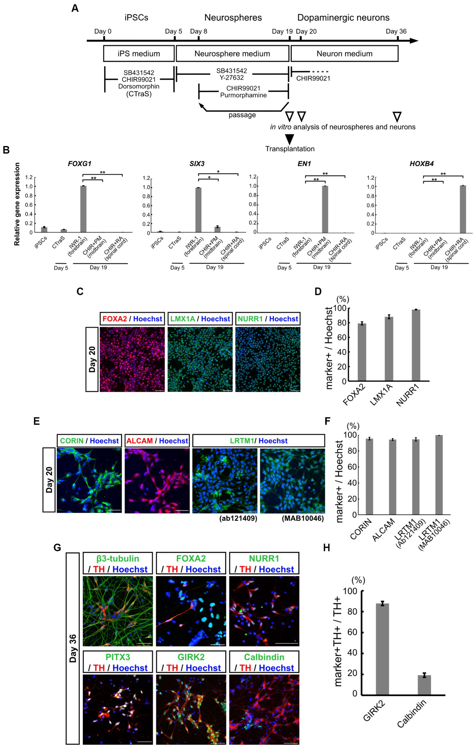 Frontiers Intrafamilial variability in SLC6A1-related neurodevelopmental disorders