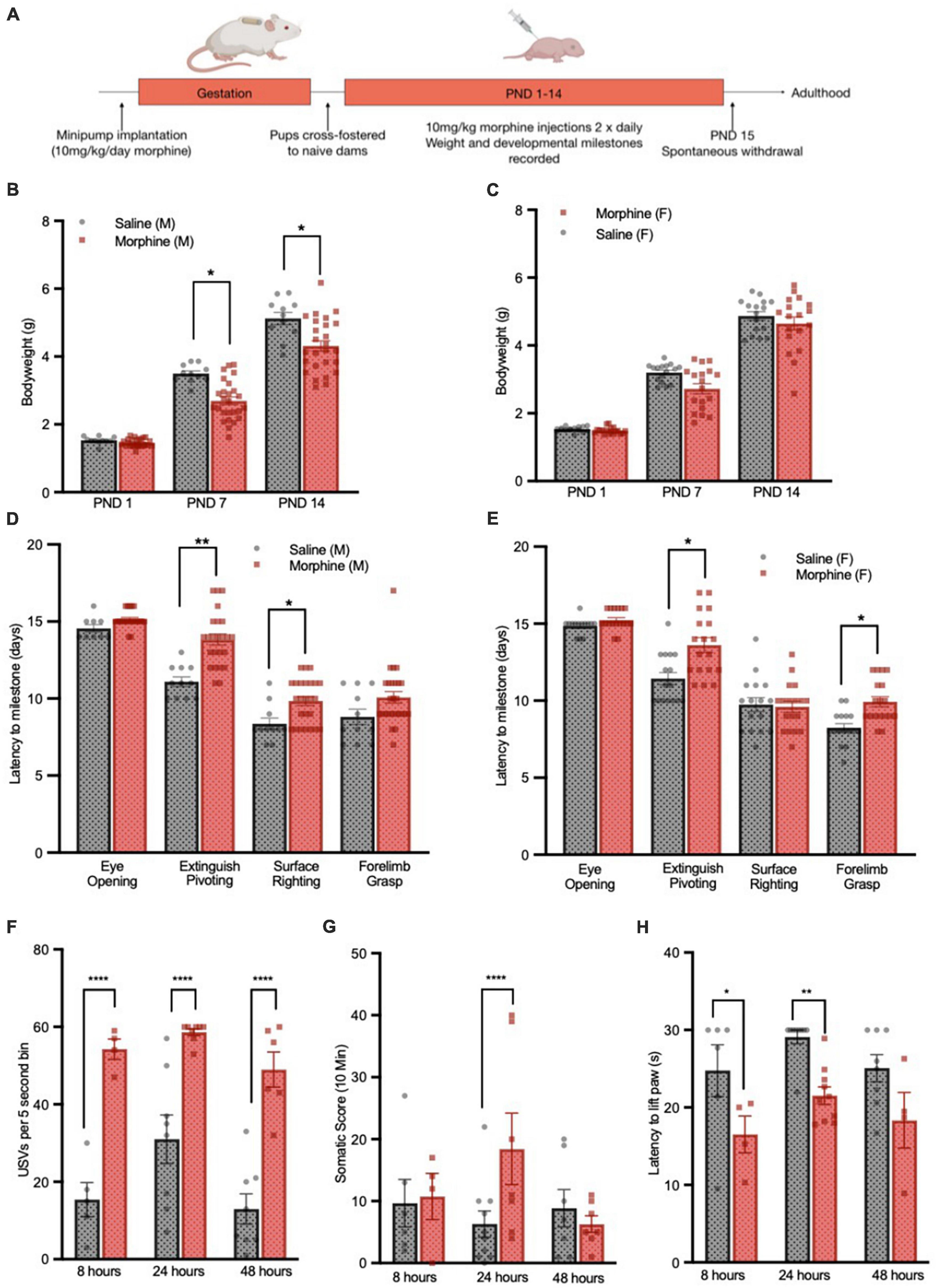 Frontiers  Molecular and long-term behavioral consequences of neonatal  opioid exposure and withdrawal in mice