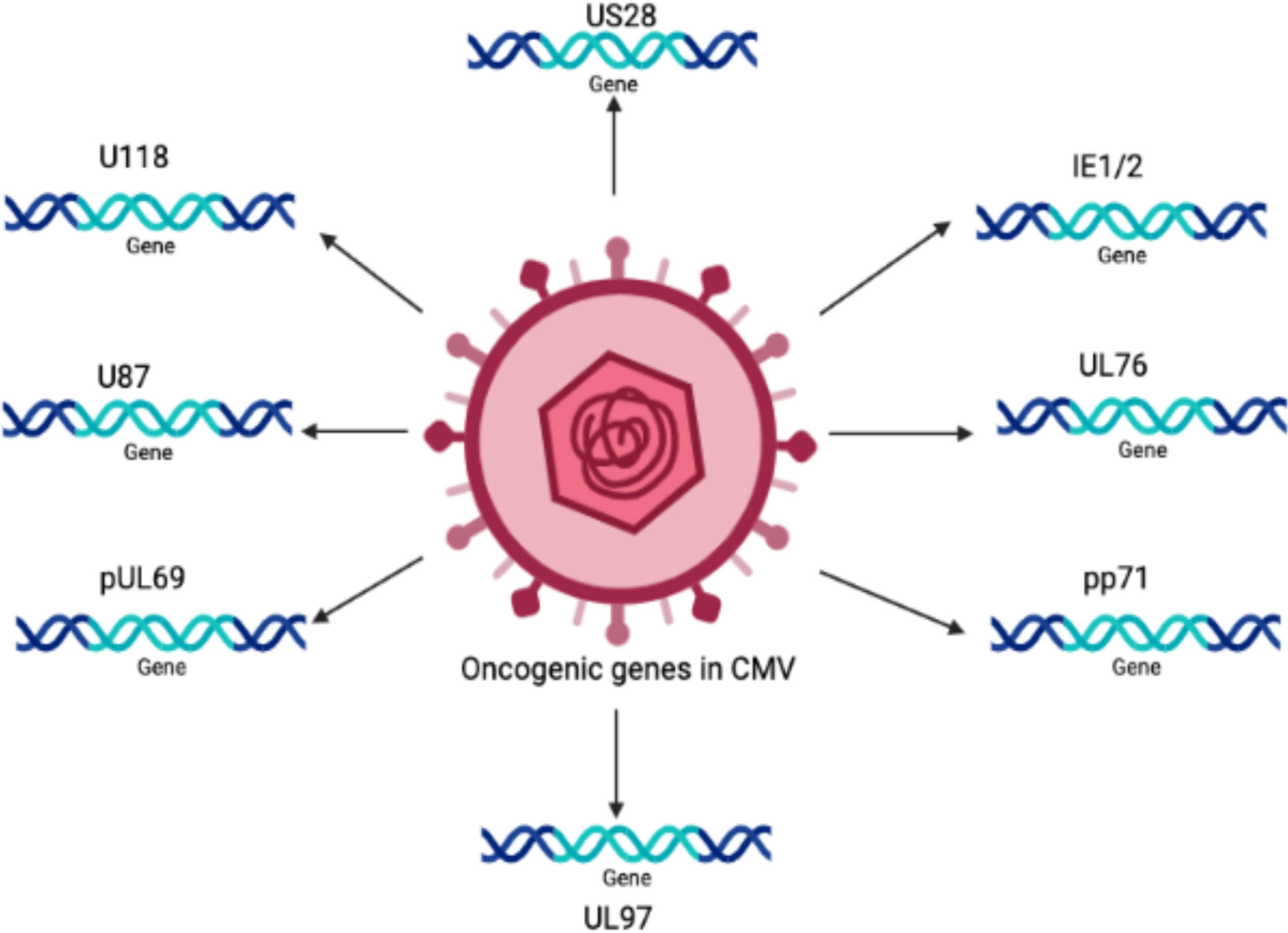 Schematic representation of the LV cloning strategy. There is a BamH