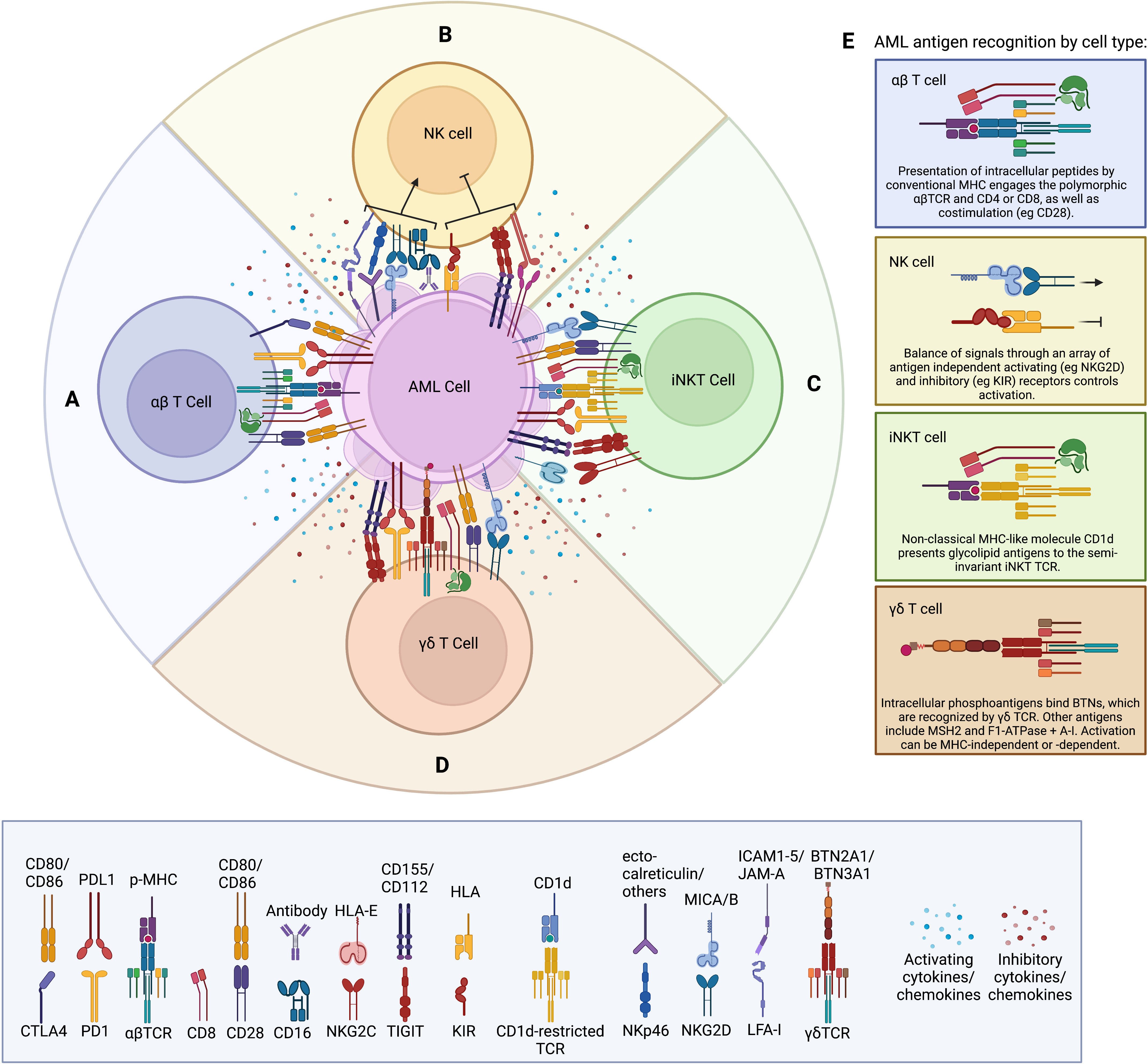 Frontiers | Beyond αβ T cells: NK, iNKT, and γδT cell biology in