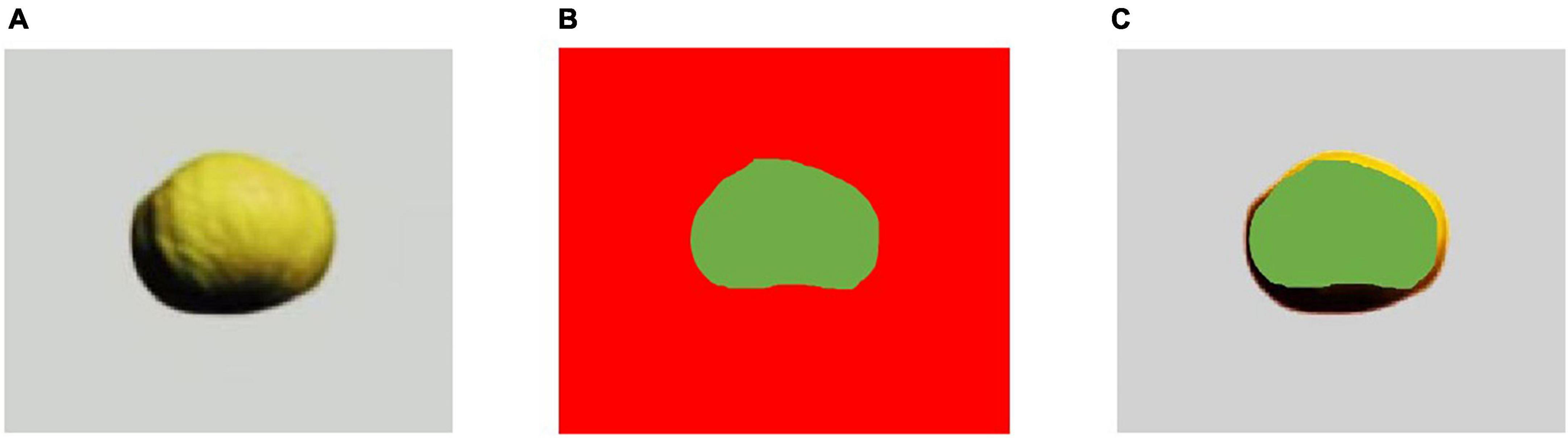 www.frontiersin.org