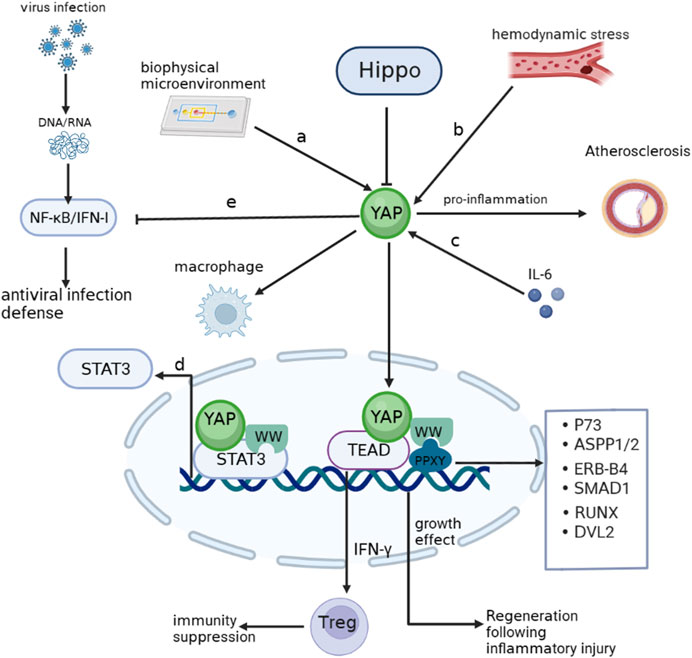 Frontiers YAP At The Progression Of Inflammation Frontiers YAP At The Progression Of Inflammation