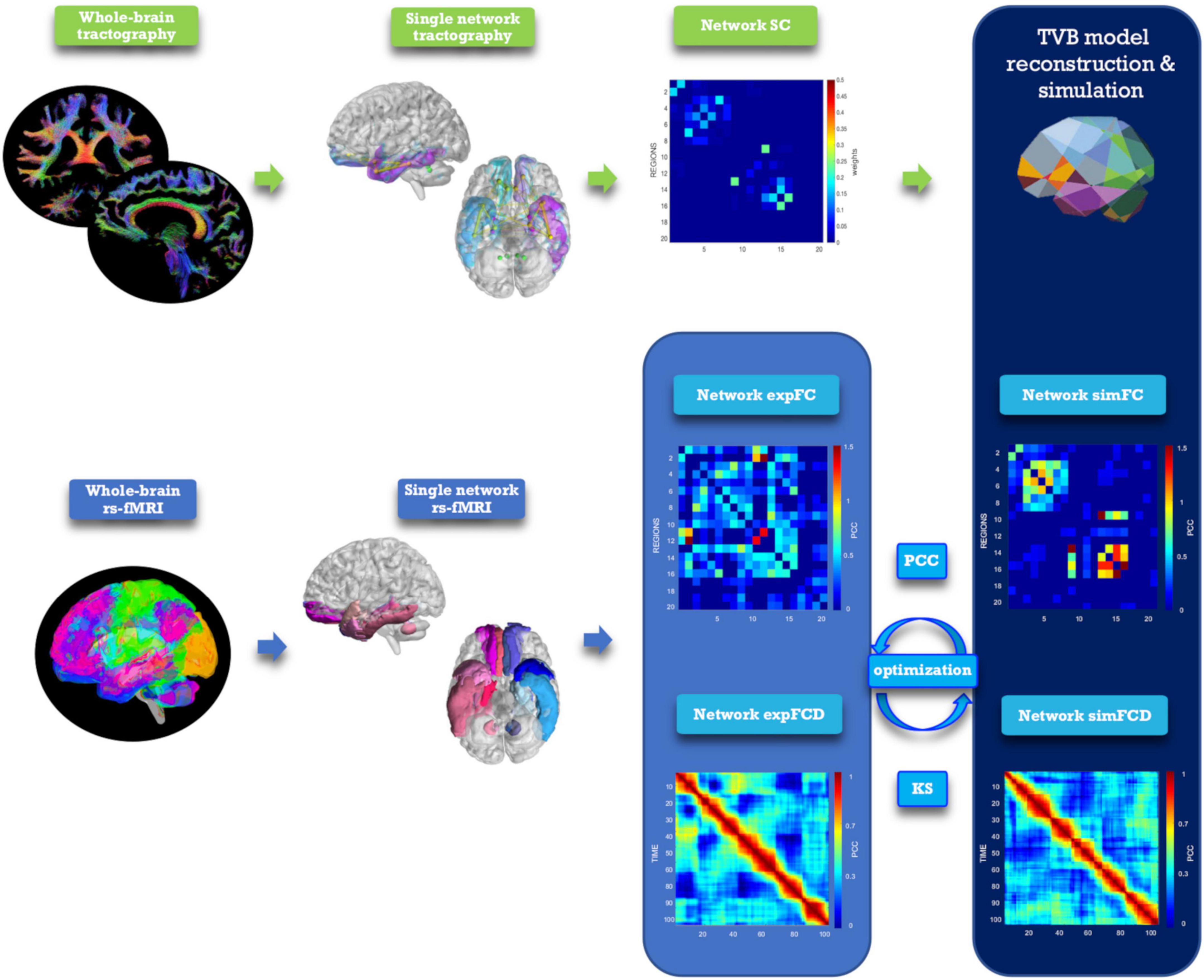 Computational models link cellular mechanisms of