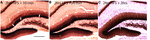www.frontiersin.org