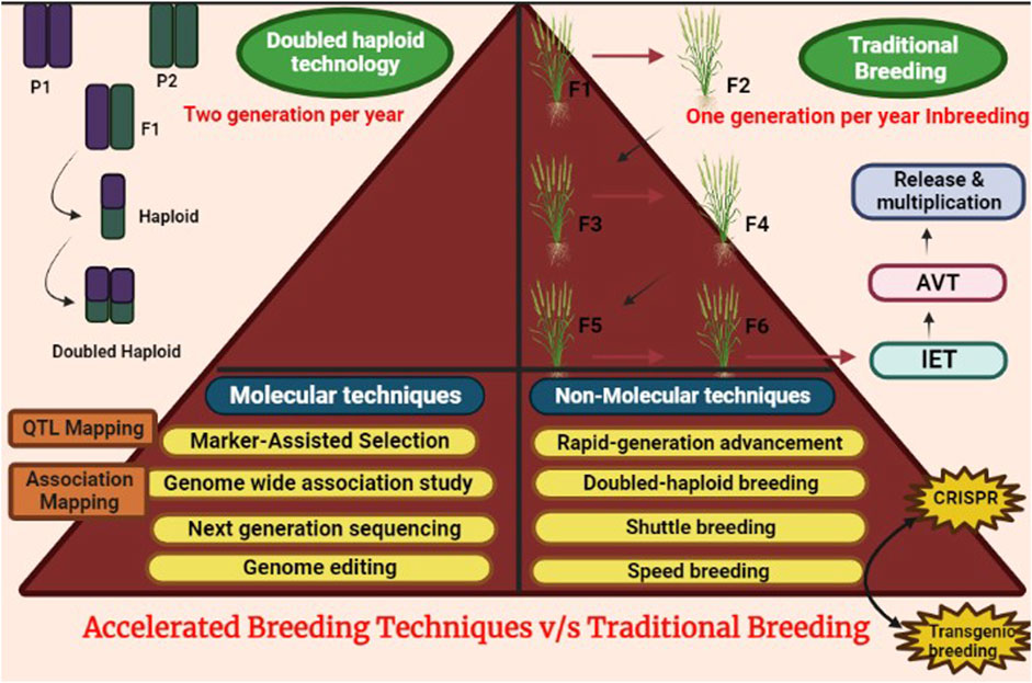 Frontiers  Breeding for Climate Change Resilience: A Case Study