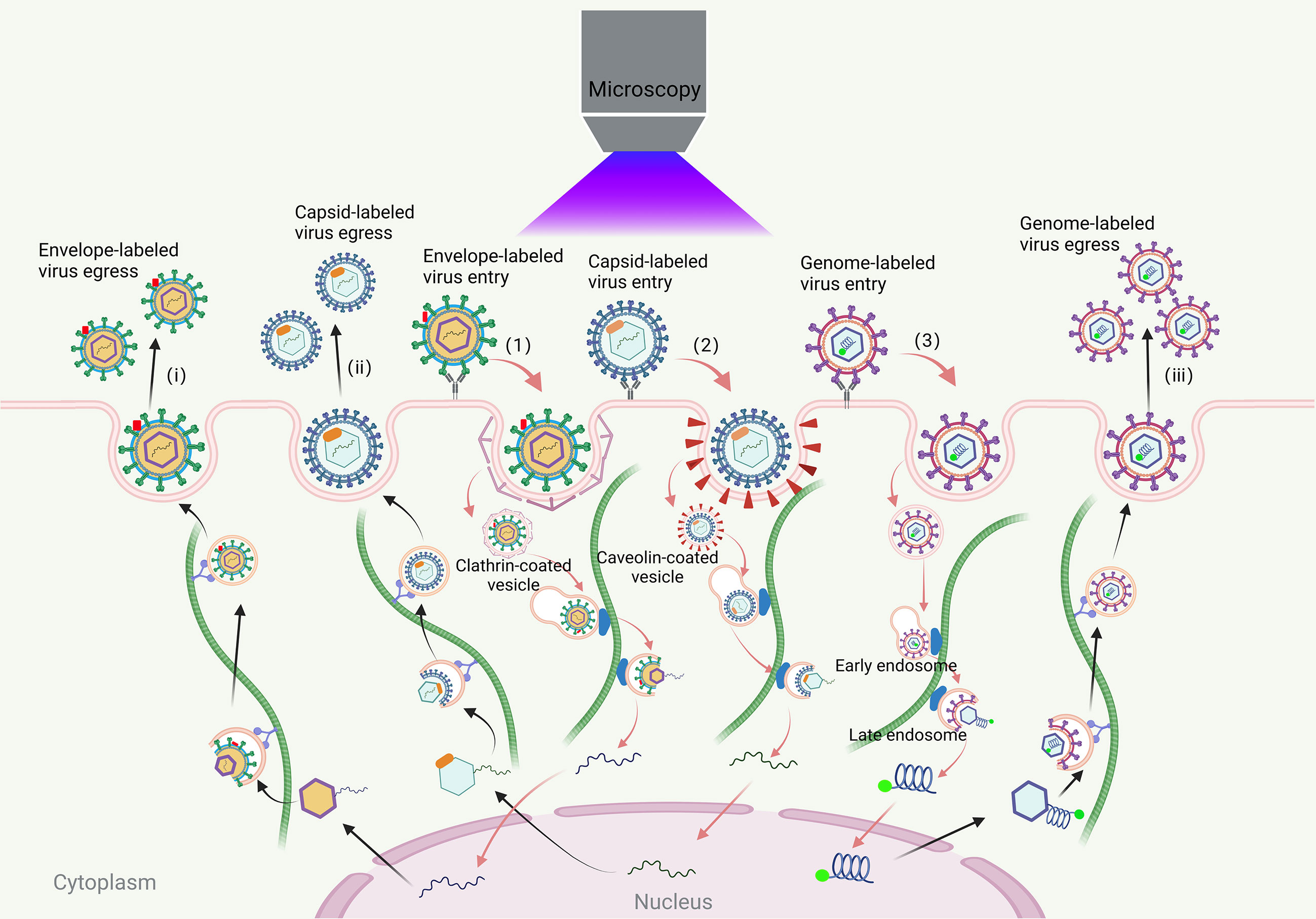 Studying Virus Replication with Fluorescence Microscopy