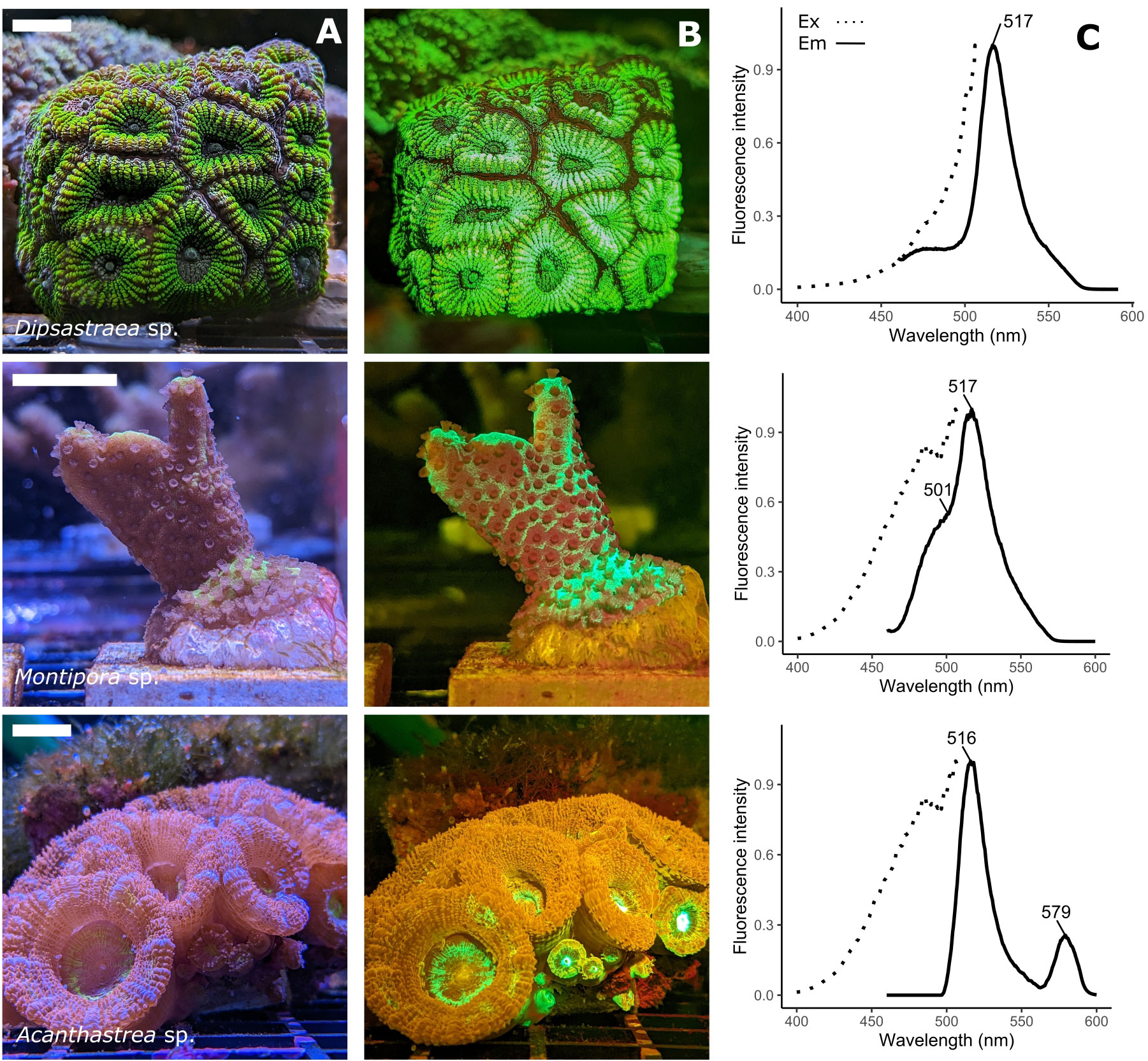 Frontiers | The role of host pigments in coral photobiology
