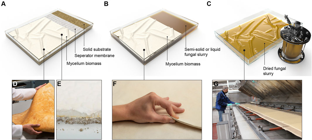 Fungal Mycelium Bio-Composite Acts as a CO2-Sink Building Material with Low  Embodied Energy