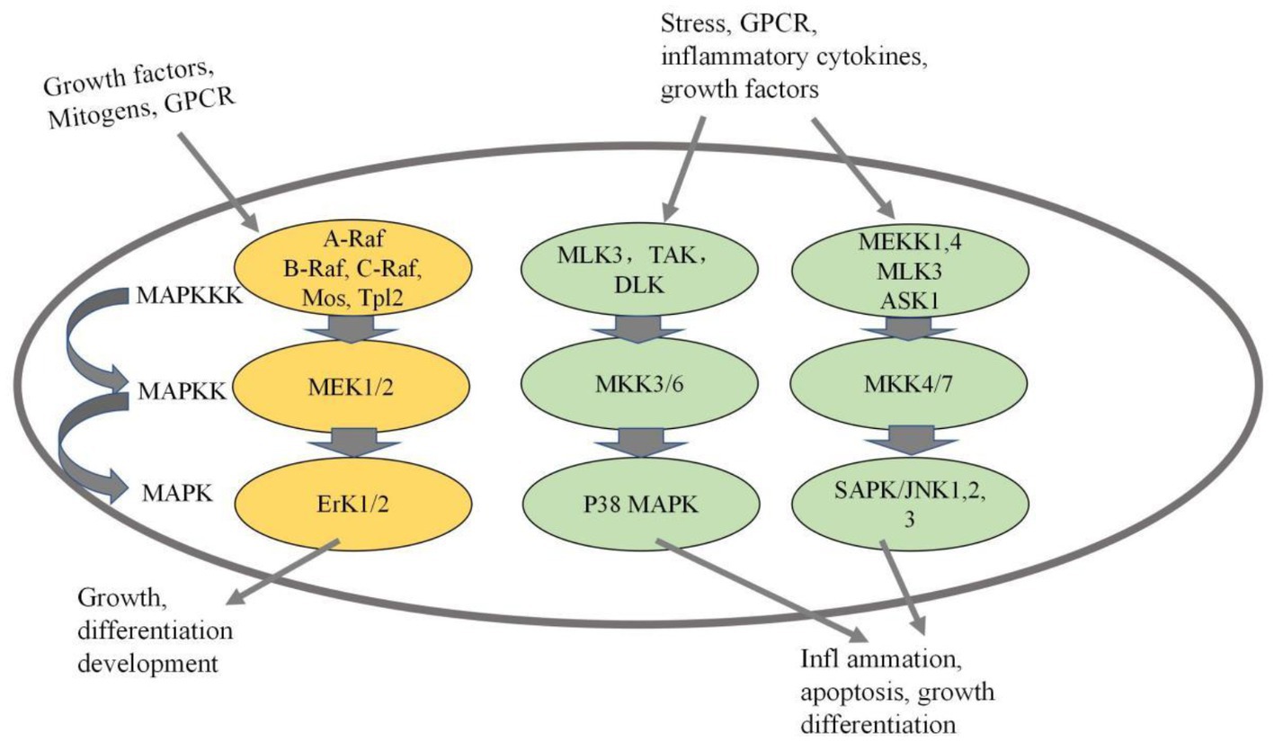 Egg Consumption Shown to Impact Predictive Value of Diagnostic