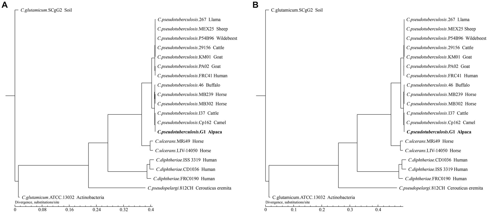 Frontiers | Isolation, characterization, and pathogenicity assessment ...