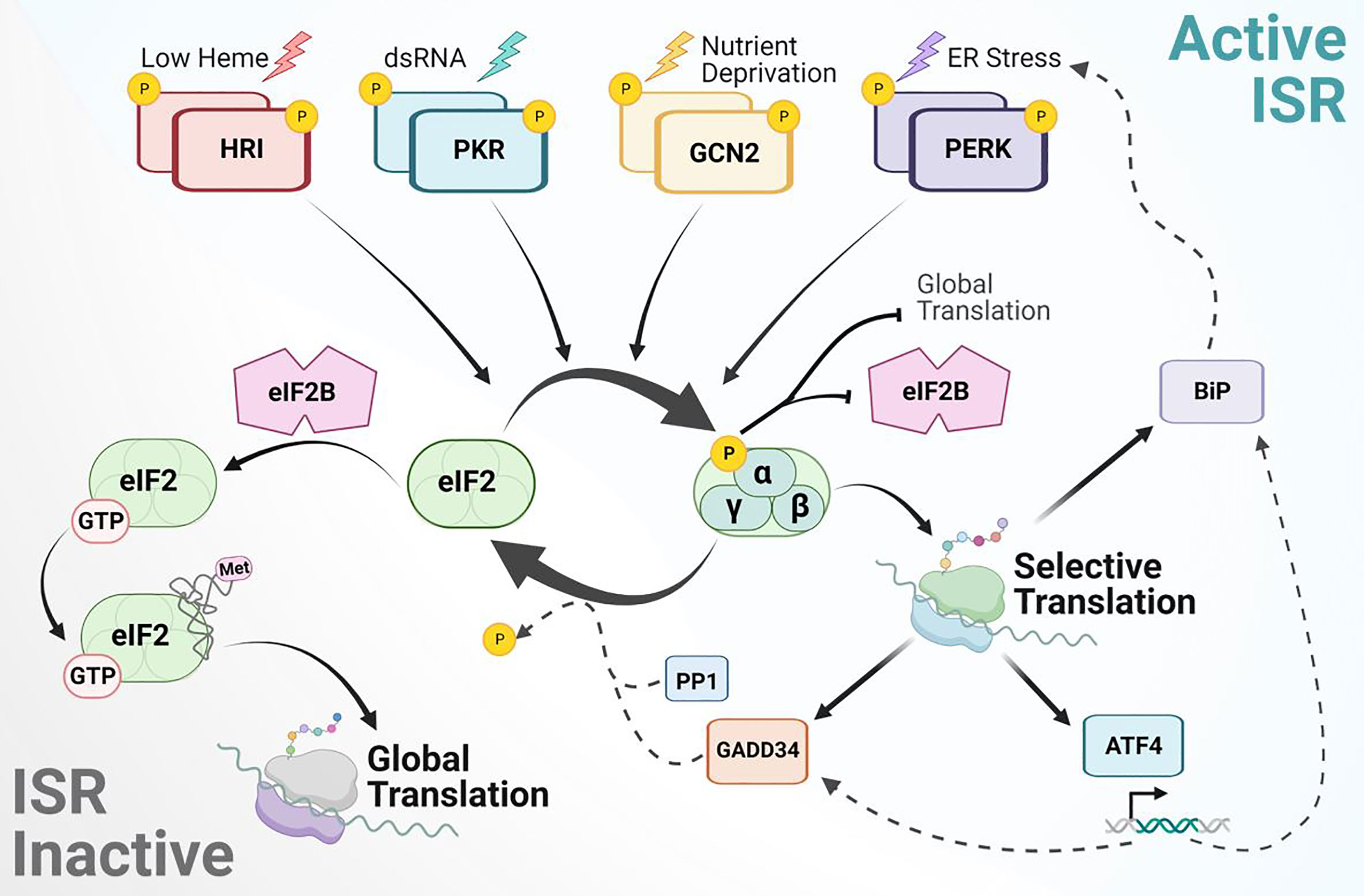 Frontiers  The integrated stress response in cancer progression