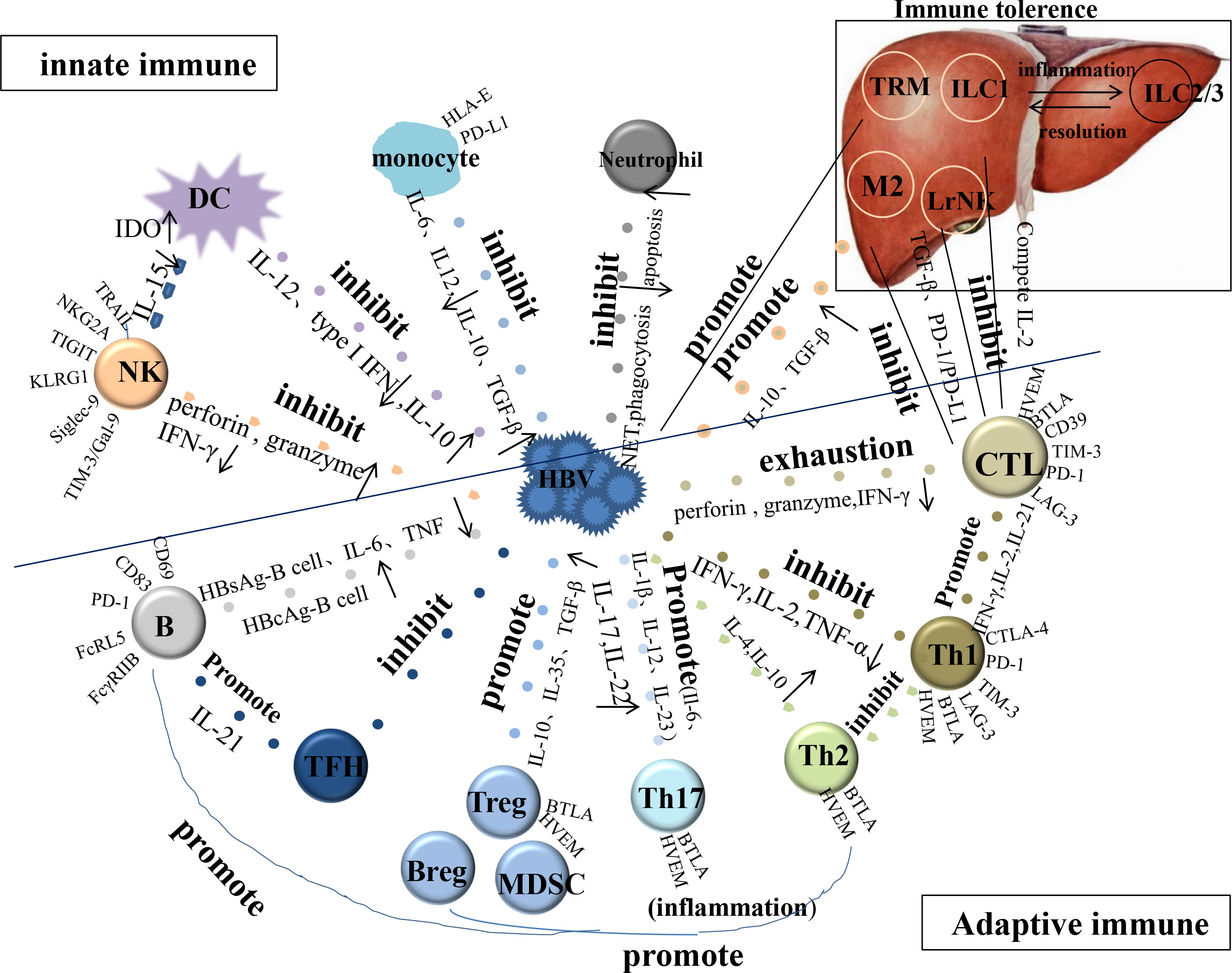 How Stealthy HIV Evades Drugs and Immunity