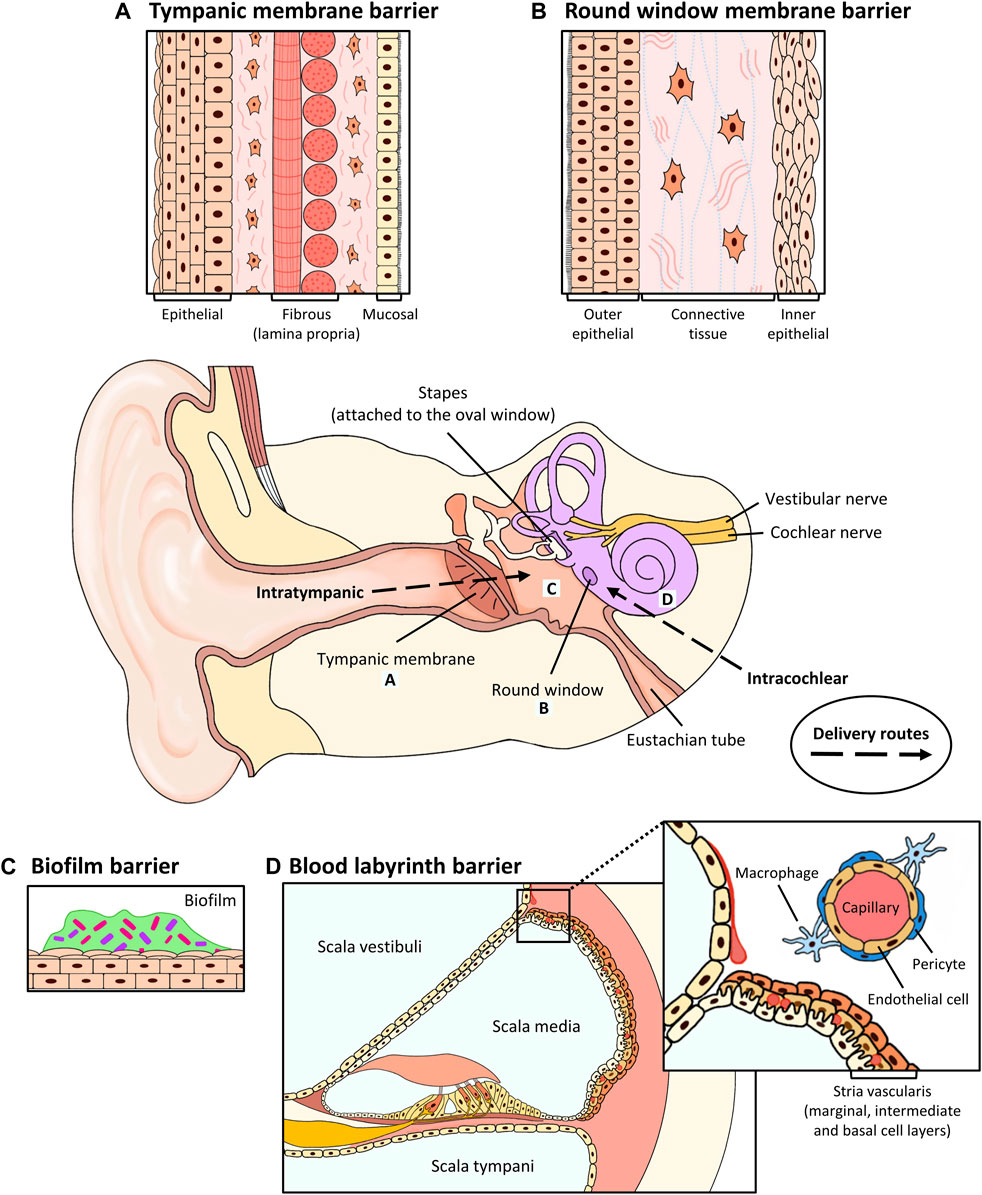 Frontiers  Overcoming barriers: a review on innovations in drug delivery  to the middle and inner ear