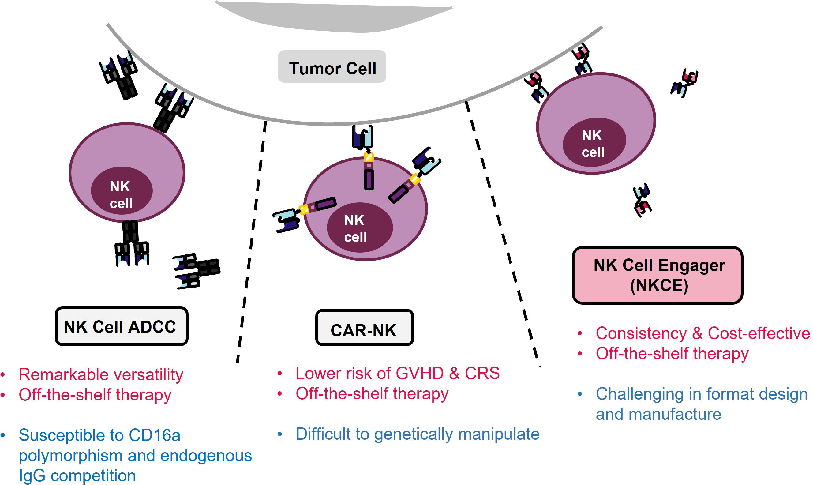 Frontiers Natural Killer Cell Engagers Nkces A New Frontier In