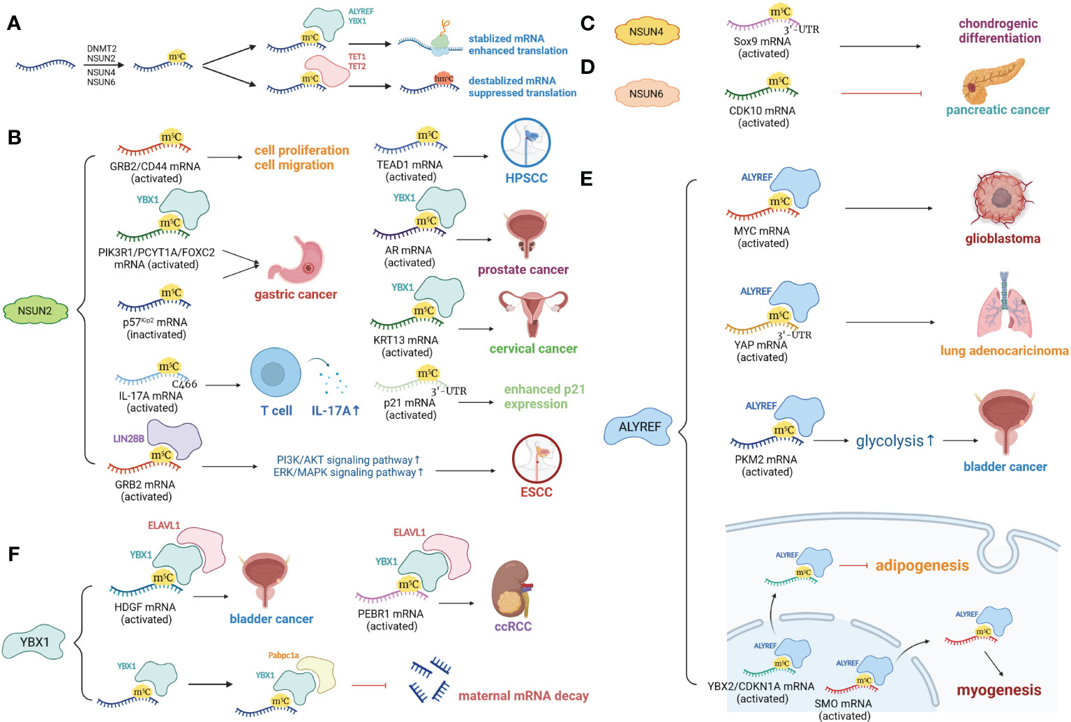 tRNA modifications: insights into their role in human cancers: Trends in  Cell Biology