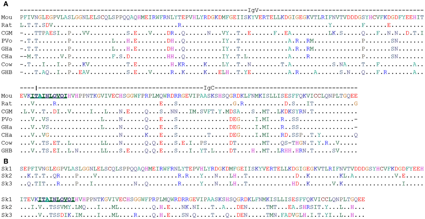 Frontiers The Vg9vd2 T Cell Antigen Receptor And Butyrophilin 3 A1 Btn3a1 Models Of Interaction The Possibility Of Co Evolution And The Case Of Dendritic Epidermal T Cells Immunology