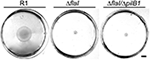 www.frontiersin.org