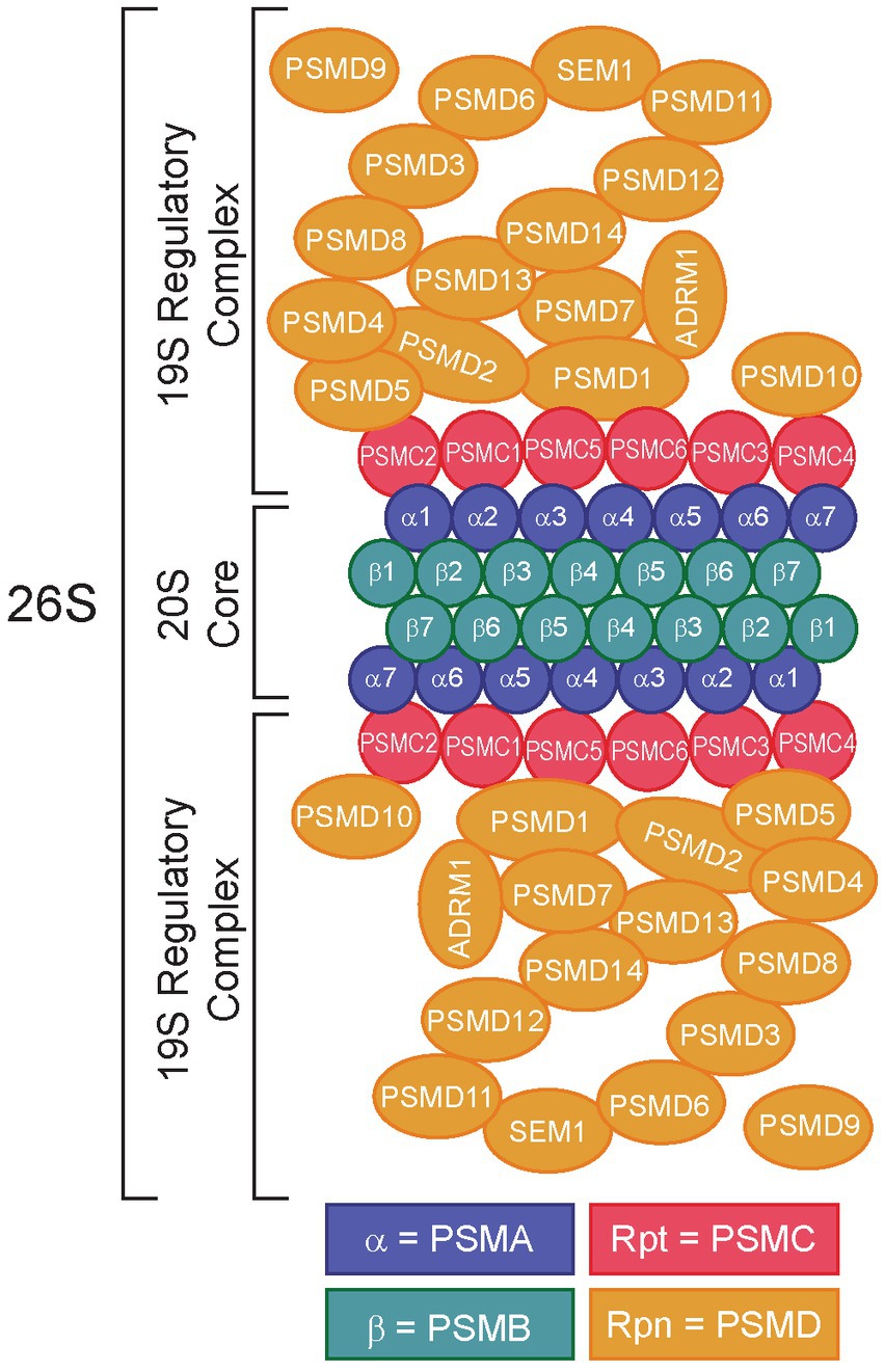 An abundance of free regulatory (19S) proteasome particles