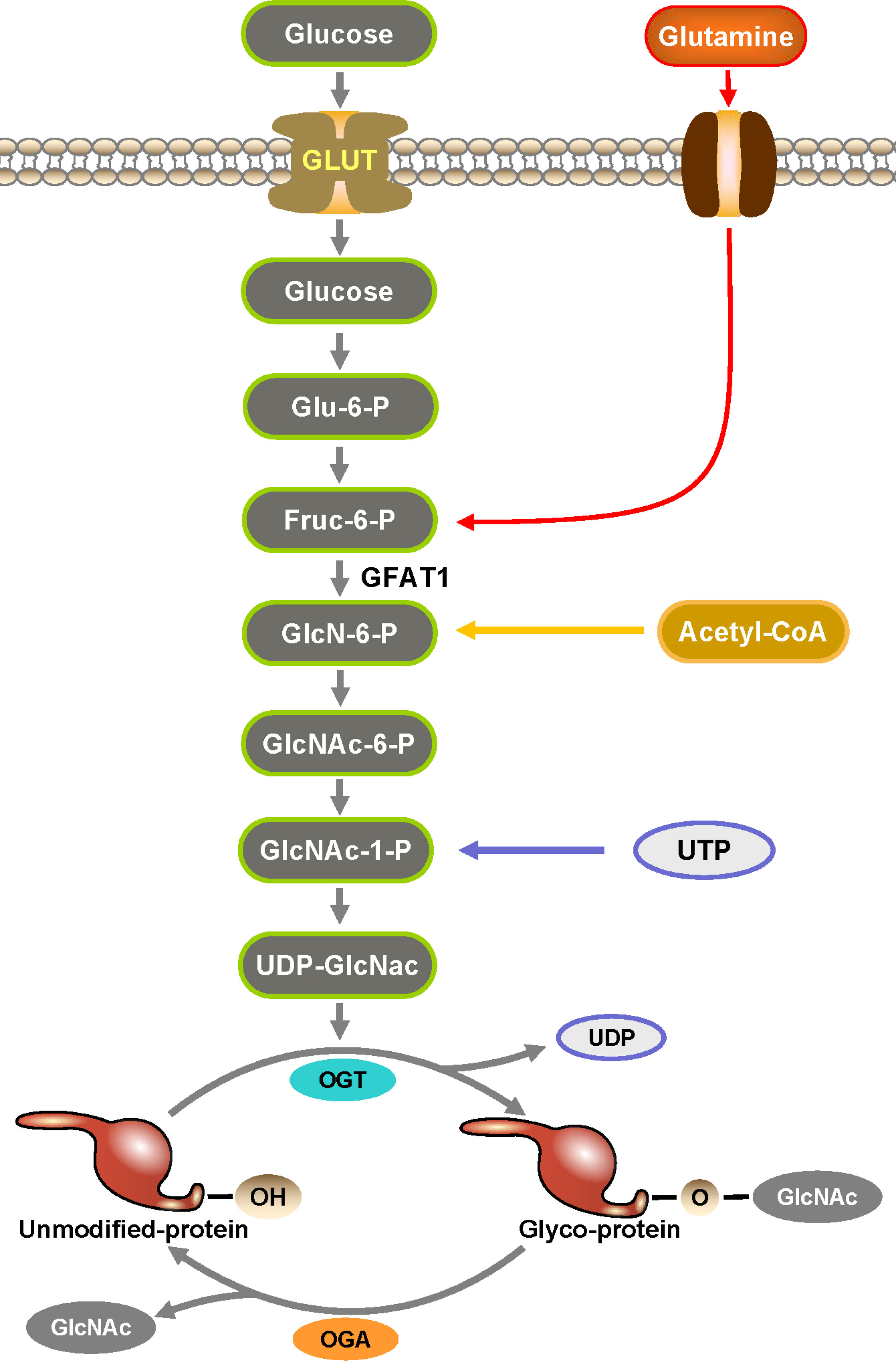 Pharmacological Inhibition of O-GlcNAcase Enhances Autophagy in