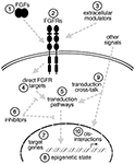 www.frontiersin.org