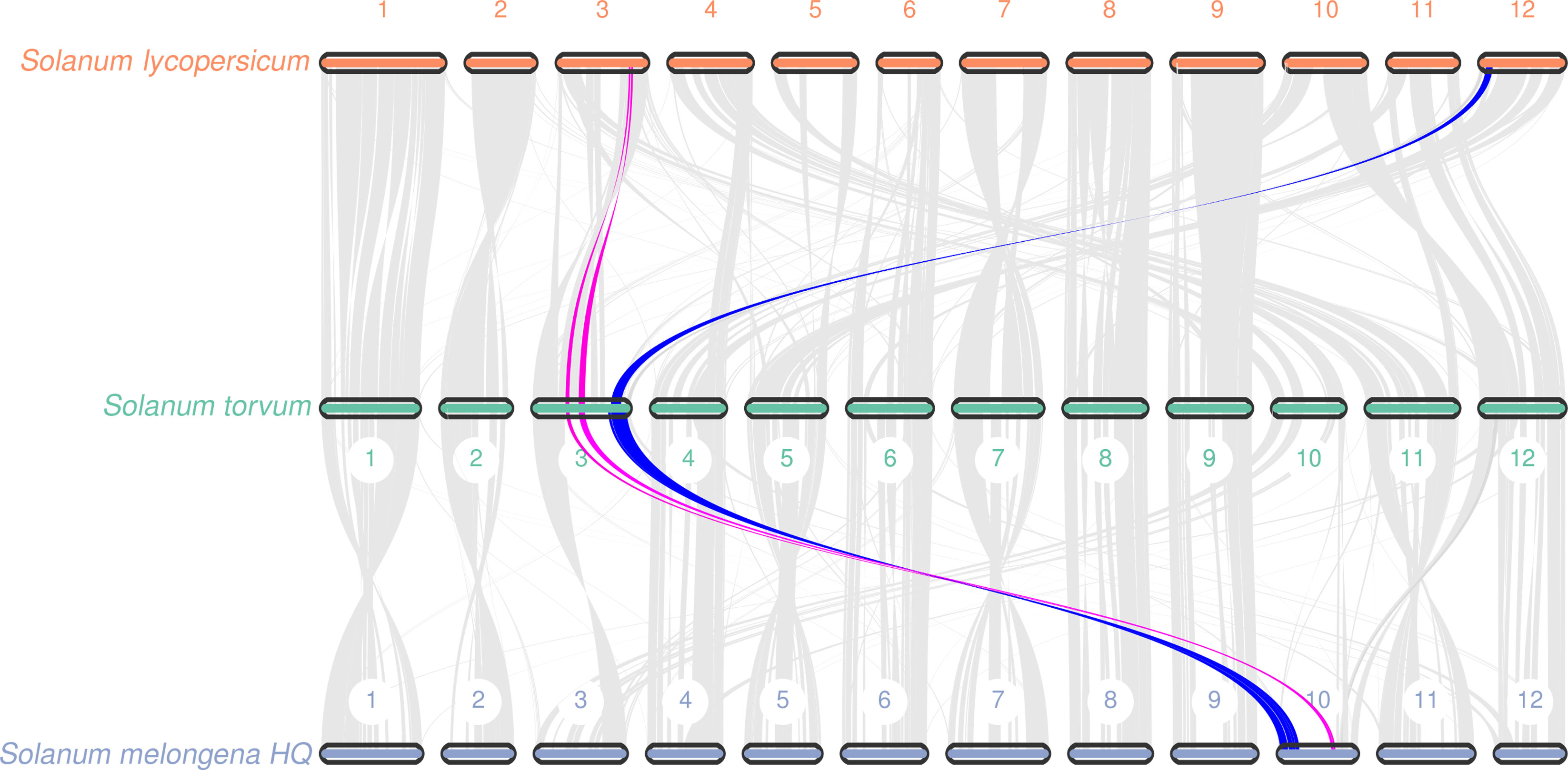 Frontiers | The chromosome-scale reference genome and transcriptome ...