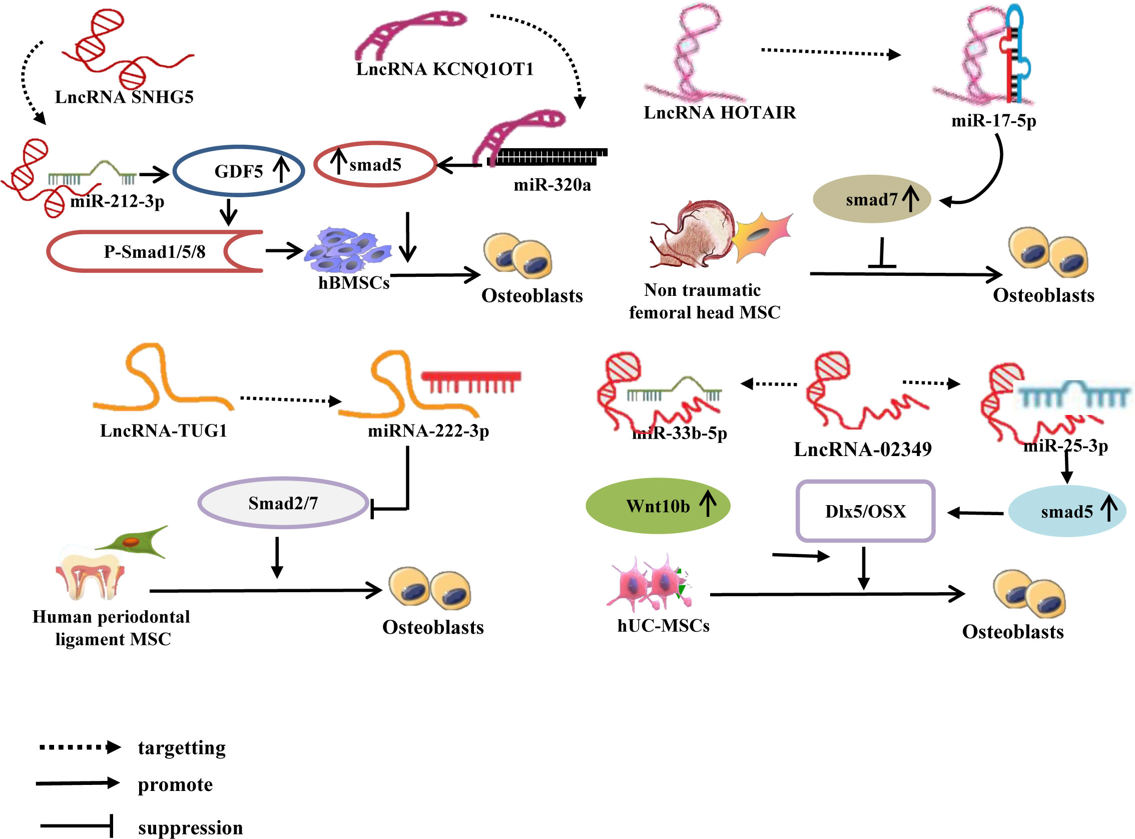 Frontiers | Research progress on the role of lncRNA–miRNA networks in ...