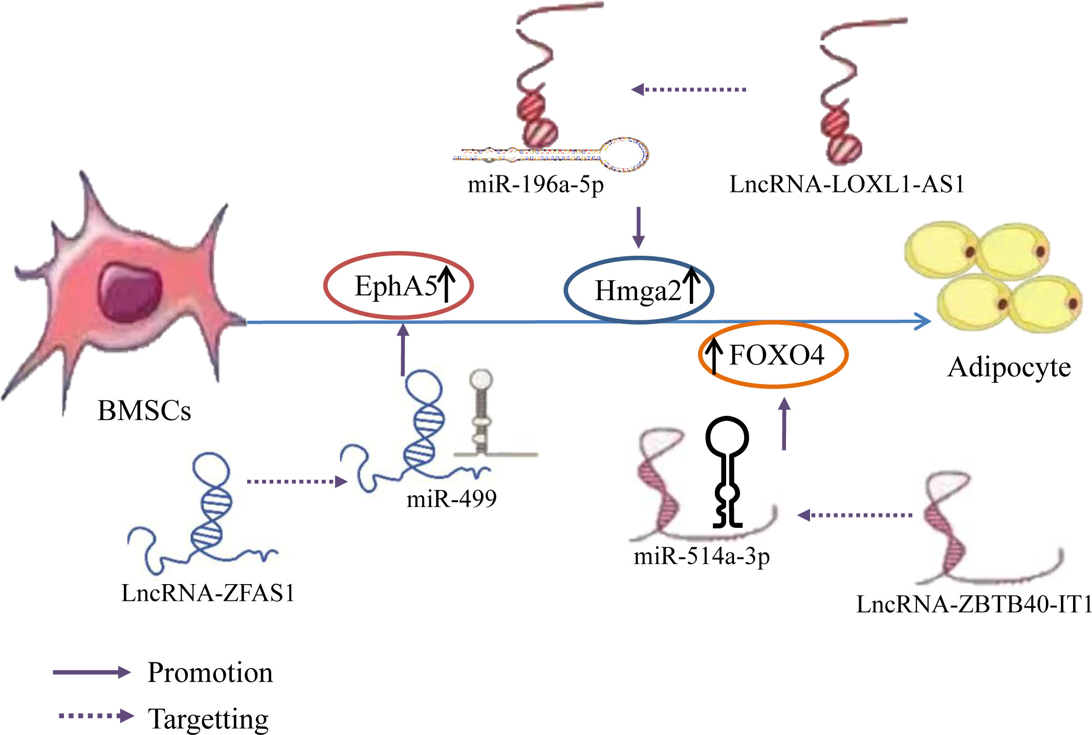 Frontiers | Research progress on the role of lncRNA–miRNA networks in ...