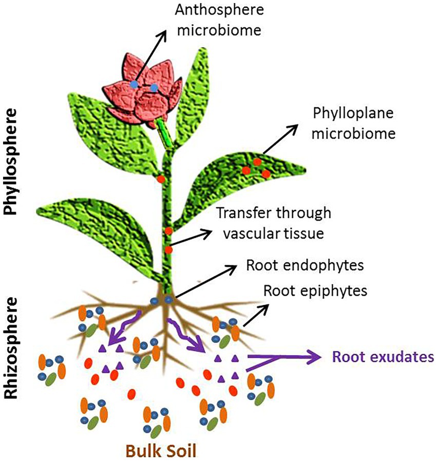 Frontiers  The root signals in rhizospheric inter-organismal