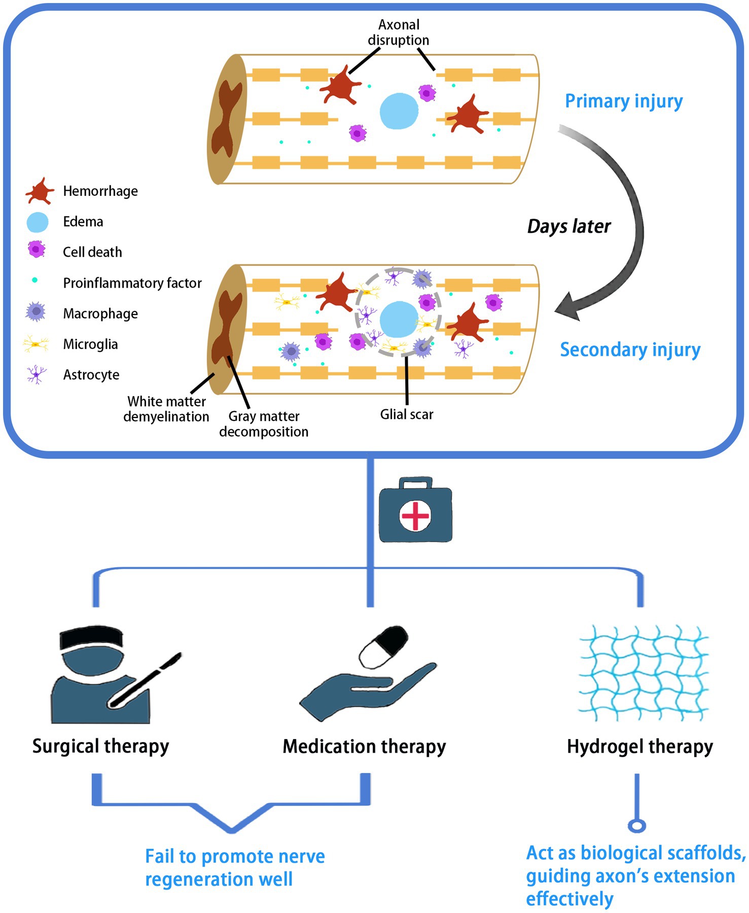 Frontiers  Hydrogel scaffolds in the treatment of spinal cord injury: a  review