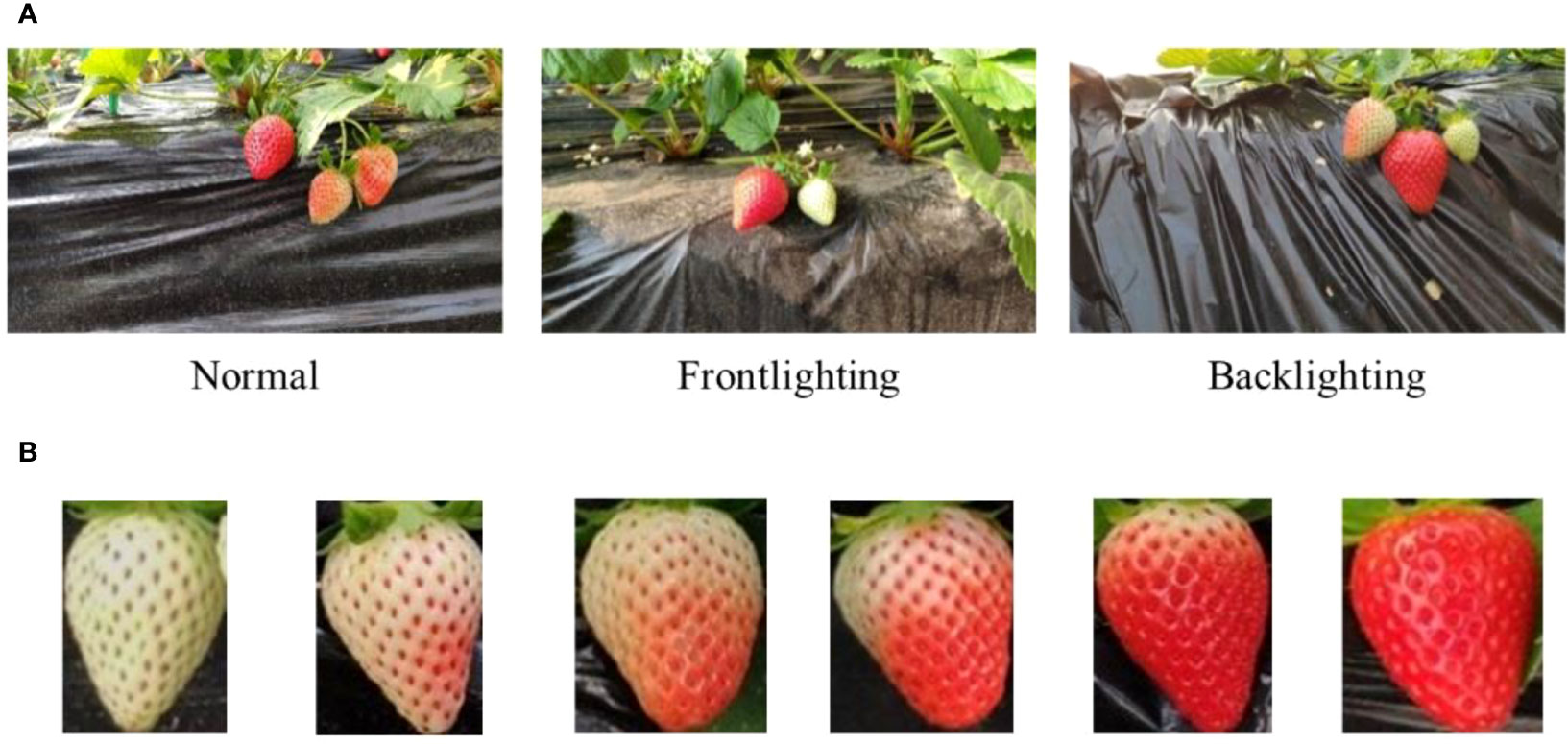 How to Store Strawberries: 7 Tested Methods