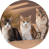 Las Vegas Kittie Cats