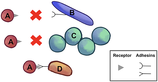 Figure 2 - Specific interactions between adhesins and receptors allow coaggregation between certain species of bacteria but not others based on the molecular “shapes” of these molecules.
