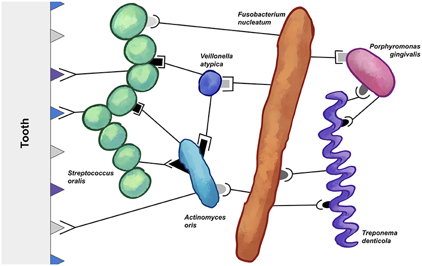 Figure 3 - A simplified coaggregation network within dental plaque, a human oral biofilm.