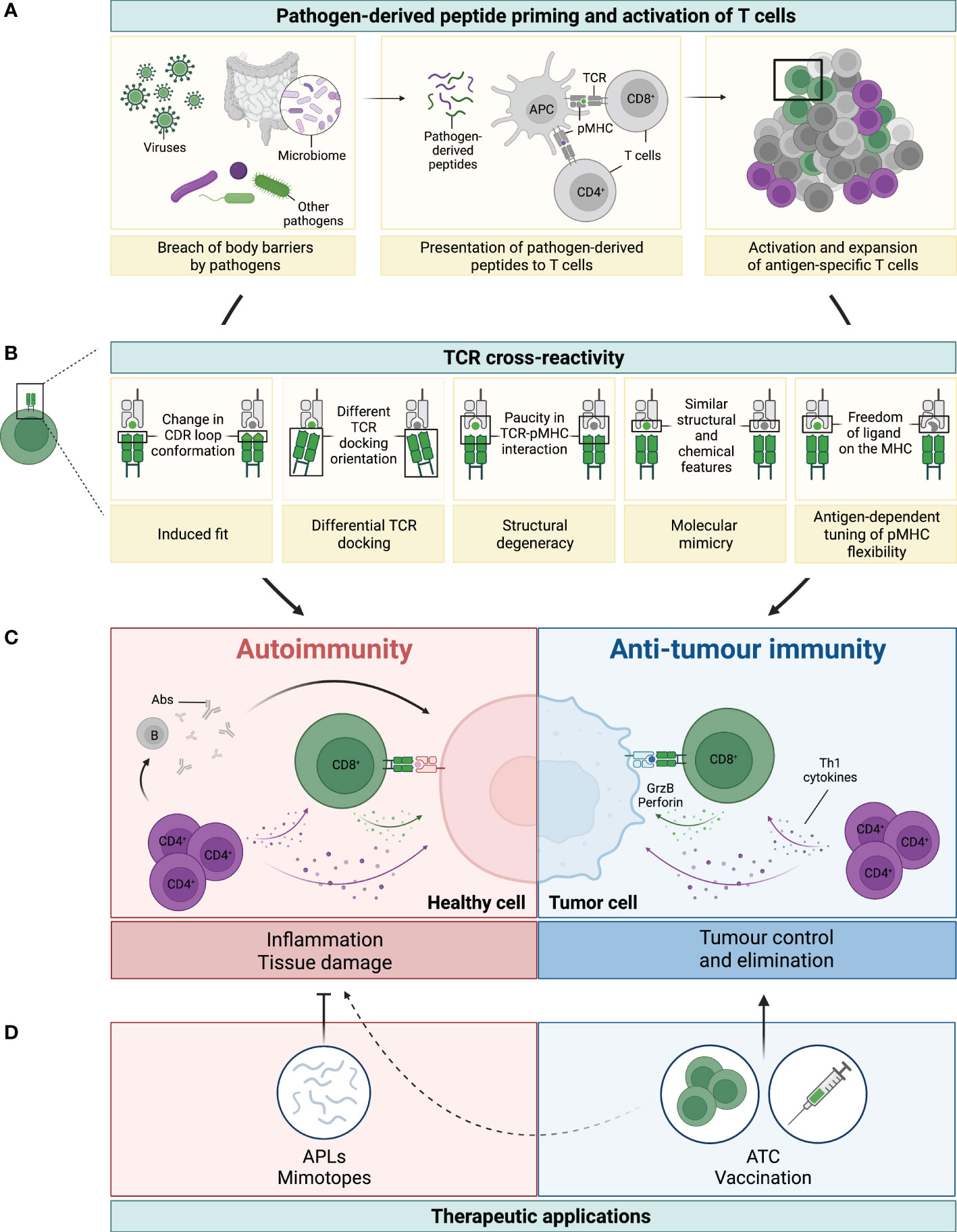Frontiers | The good and the bad of T cell cross-reactivity: challenges ...