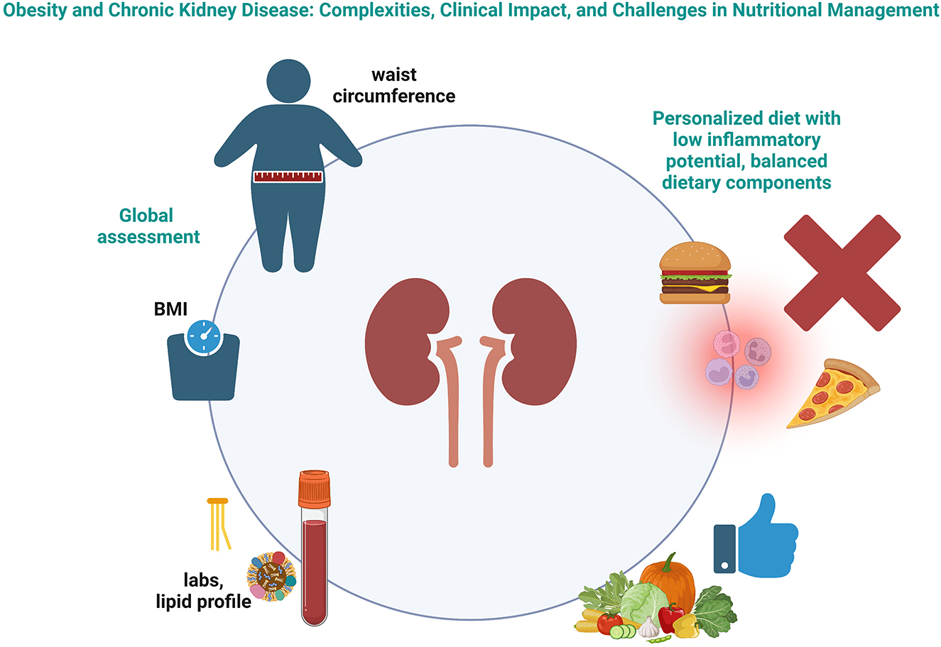 Frontiers Editorial Obesity And Chronic Kidney Disease Complexities 
