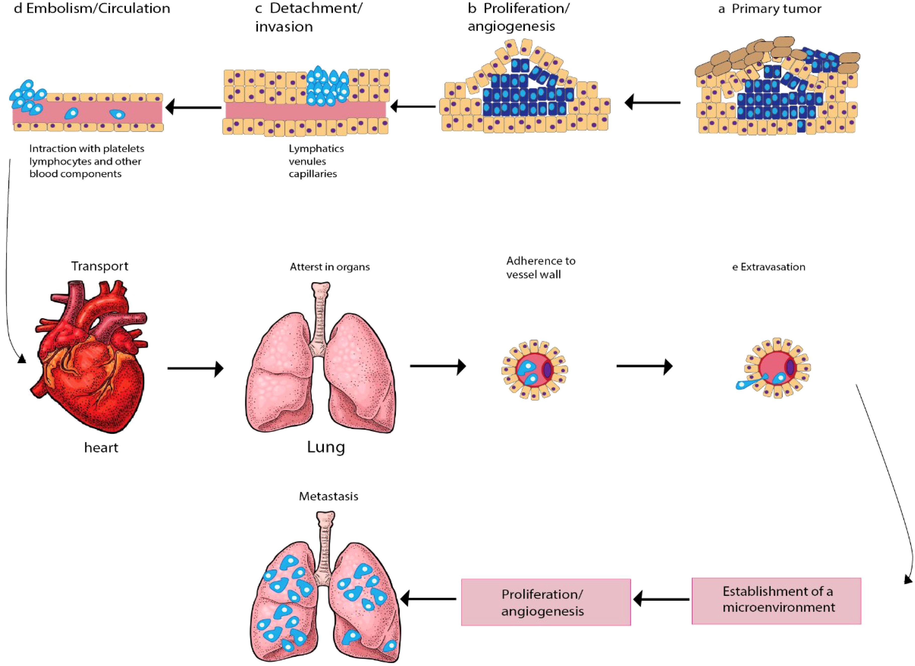 Frontiers  MicroRNAs, long non-coding RNAs, and circular RNAs and